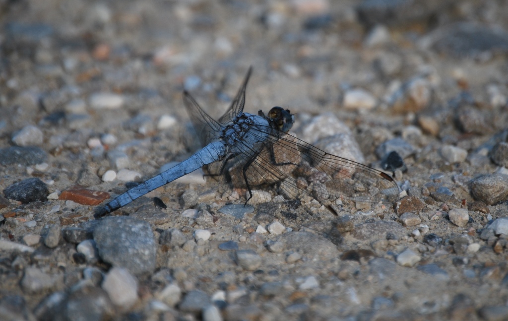 Orthetrum cancellatum?